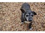 Adopt Bonded Pair - Dorothy & Toto a Black - with White Wheaten Terrier / Mixed