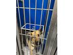 Adopt Eve a Tan/Yellow/Fawn German Shepherd Dog dog in Whiteville, NC (37706644)