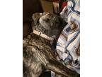 Adopt Siggy a Brindle Presa Canario / Husky / Mixed dog in Reno, NV (37712691)