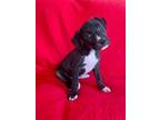 Adopt Stella a Black - with White Boxer / Labrador Retriever / Mixed dog in
