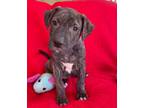 Adopt Sasha a Brindle - with White Boxer / Labrador Retriever / Mixed dog in