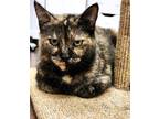 Adopt Sweetie a Tortoiseshell Domestic Shorthair (short coat) cat in Orange