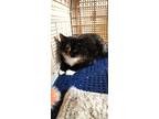 Adopt Rocksie and Ruby a Calico or Dilute Calico Calico (short coat) cat in