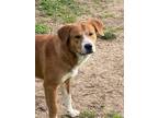 Adopt Paul Newman - HUNK a Red/Golden/Orange/Chestnut - with White Golden