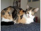Adopt Rosie a Calico or Dilute Calico Calico (short coat) cat in Monroe