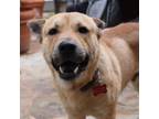 Adopt Gus a Red/Golden/Orange/Chestnut German Shepherd Dog / Chow Chow / Mixed