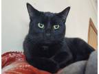 Adopt Mokee a All Black Domestic Shorthair (short coat) cat in Aurora
