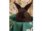 Adopt Ihop a Black Havana / Mixed (short coat) rabbit in Tipton, IN (35793954)
