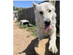 Adopt Apollo tha' Dog! a White German Shepherd Dog / Siberian Husky / Mixed dog