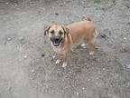 Adopt Sunny a Tan/Yellow/Fawn Golden Retriever / Bloodhound / Mixed dog in