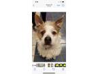 Adopt Ross Barnes a Tricolor (Tan/Brown & Black & White) Corgi / Petit Basset