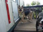 Adopt Bruce a Black - with Tan, Yellow or Fawn German Shepherd Dog / Mixed dog