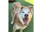 Adopt Shiloh a White - with Tan, Yellow or Fawn Husky / Mixed dog in Birmingham
