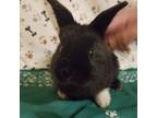 Adopt MilkWeed a Black Havana / Mixed (medium coat) rabbit in Tipton