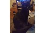 Adopt Bart a All Black Domestic Shorthair (short coat) cat in Woodland