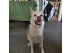 Adopt Ghost a White Husky / Boxer / Mixed dog in Tipton, IN (35795270)
