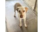 Adopt Alizee a Tan/Yellow/Fawn Labrador Retriever / Mixed dog in Edinburg