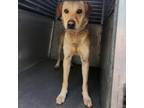 Adopt Mylene a Tan/Yellow/Fawn Labrador Retriever / Mixed dog in Edinburg