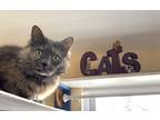 Adopt Annabel a Calico or Dilute Calico Domestic Longhair (long coat) cat in