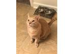 Adopt Coconut a Domestic Shorthair / Mixed cat in Greenville, SC (37714218)