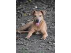 Adopt Fletcher a Tan/Yellow/Fawn Labrador Retriever / Beagle / Mixed dog in