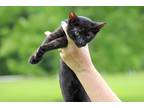 Adopt Lava Lamp a All Black Domestic Shorthair (short coat) cat in Ocean