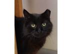 Adopt Madonna a Black (Mostly) Domestic Mediumhair (medium coat) cat in