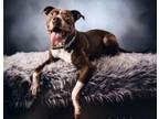 Adopt Lilly a Brown/Chocolate - with White American Pit Bull Terrier / Mixed dog