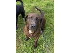Adopt Piper a Brown/Chocolate Basset Hound / Mixed dog in Yadkinville