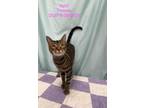 Adopt April a Tan or Fawn Tabby Domestic Shorthair (short coat) cat in Fairmont