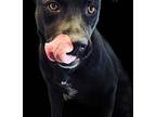 Adopt Olivia a Black - with White Labrador Retriever / Shepherd (Unknown Type) /