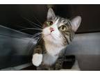Adopt Bumble a Brown Tabby Domestic Shorthair (short coat) cat in New Milford