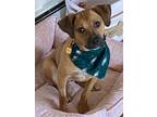 Adopt Hazel a Tan/Yellow/Fawn - with Black Rhodesian Ridgeback / Black Mouth Cur