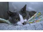 Adopt PJ a Gray or Blue Domestic Shorthair (short coat) cat in New Milford