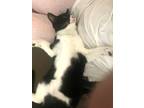 Adopt Lily a Black & White or Tuxedo American Shorthair (short coat) cat in