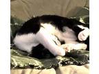 Adopt Luna a Black & White or Tuxedo American Shorthair (short coat) cat in