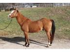 Adopt RUFIO a Quarterhorse
