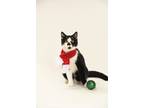 Adopt Bosco a Black & White or Tuxedo Domestic Shorthair (short coat) cat in