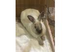 Adopt Smudge a Siamese Other/Unknown / Mixed (short coat) rabbit in lake