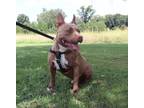 Adopt Piglet a Brown/Chocolate American Staffordshire Terrier / Mixed dog in