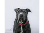 Adopt Tank a American Staffordshire Terrier