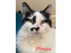 Adopt Minou - Ottawa Area a All Black Domestic Mediumhair / Domestic Shorthair /