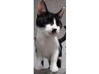 Adopt Stash a Black & White or Tuxedo American Shorthair (short coat) cat in