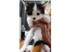 Adopt Popcorn a Black & White or Tuxedo American Shorthair (short coat) cat in