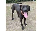 Adopt Athena a Black Mixed Breed (Large) / Mixed dog in Inverness, FL (37872624)