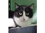 Adopt Sibo a Black & White or Tuxedo Domestic Shorthair (short coat) cat in