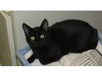 Adopt Onyx a All Black Domestic Shorthair (short coat) cat in Libby
