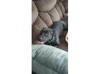 Adopt Eva a Black - with White Labrador Retriever / Mixed dog in Detroit Lakes