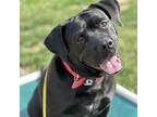 Adopt Rosie a Black Pit Bull Terrier / Labrador Retriever / Mixed dog in Dallas