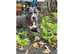 Adopt Dulce a Gray/Silver/Salt & Pepper - with White American Staffordshire